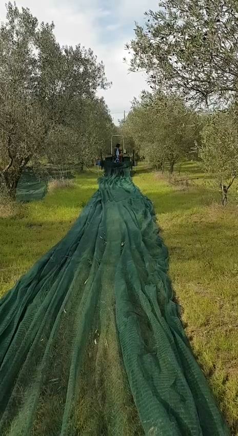 La rete stesa a terra lungo il filare, sotto gli ulivi