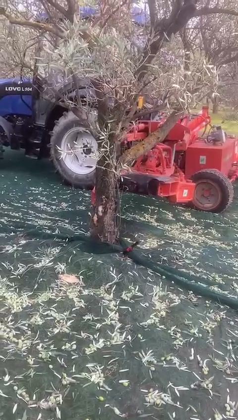Lo scuotitore al lavoro sul tronco dell'ulivo