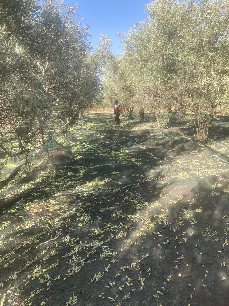 Le olive cadute sulla rete lungo il filare