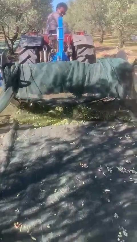 Il rullo che riavvolge la rete carica di olive