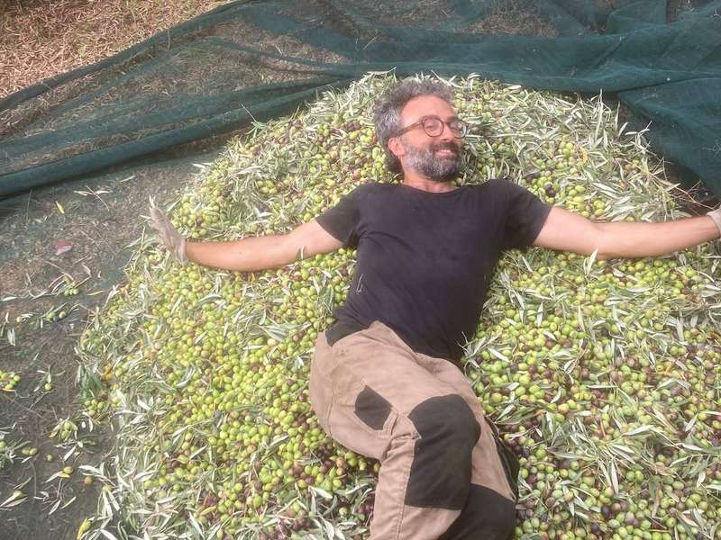 La raccolta delle olive, come la facciamo noi