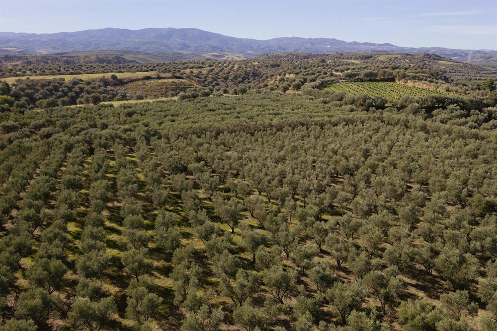 Filari di ulivi sulle colline, con le montagne sullo sfondo
