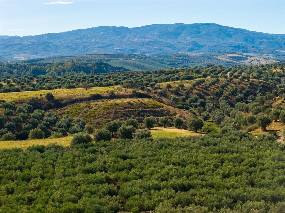 Colline con ulivi e montagne all'orizzonte