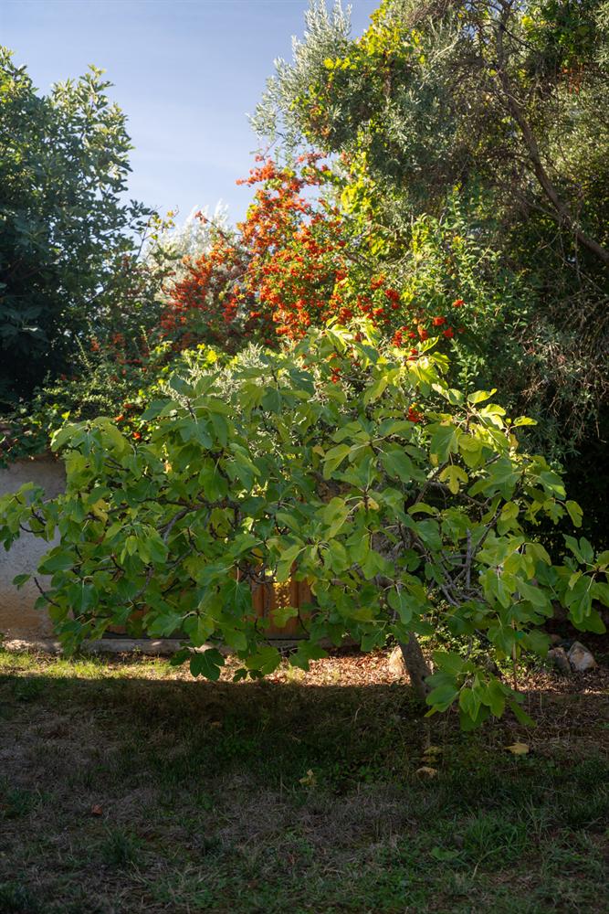 Un fico e un cespuglio di piracanta nel giardino
