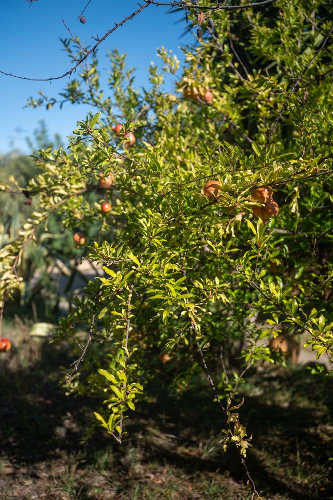 Rami di melograno carichi di frutti