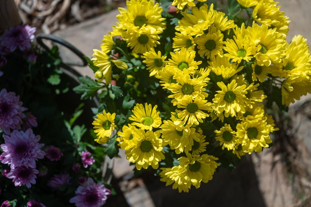 Crisantemi gialli e viola in vaso