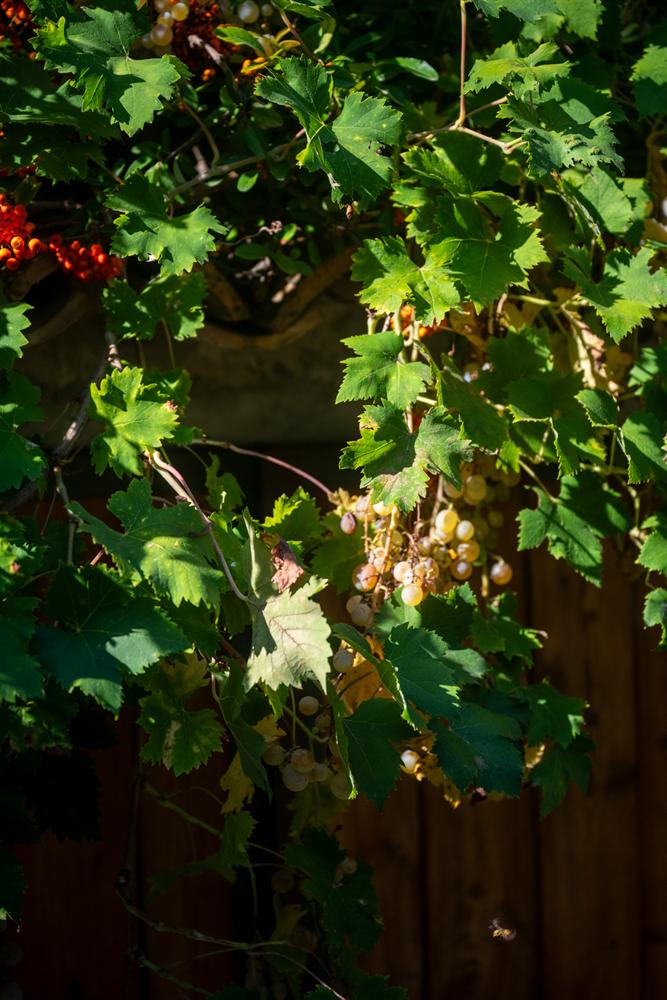 Grappoli d'uva bianca tra le foglie di vite