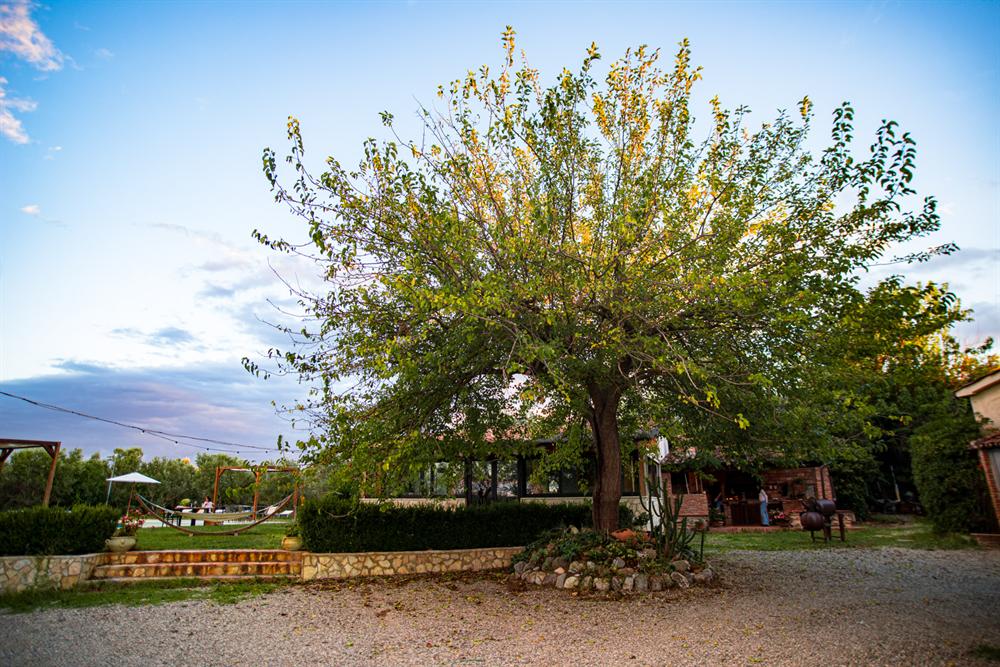 Un grande albero nel cortile al tramonto, con la piscina e l'amaca sullo sfondo